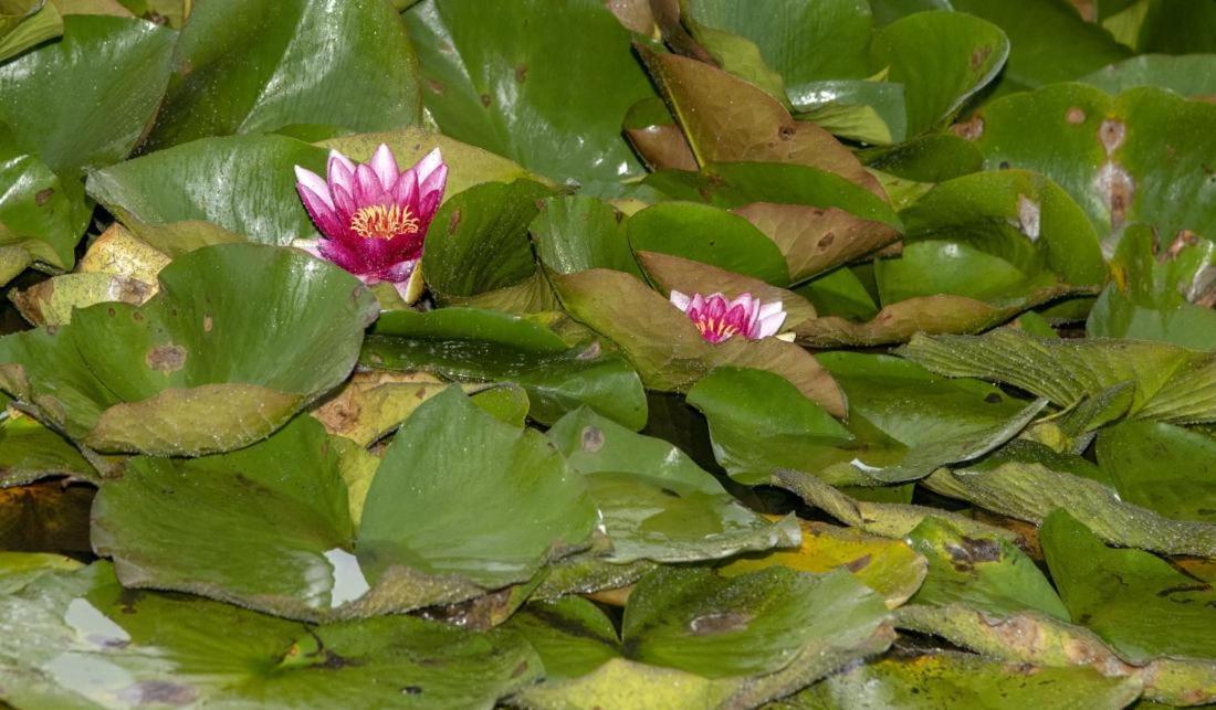 Brivdienu Maja Amatnieki Villa Kuldīga Buitenkant foto